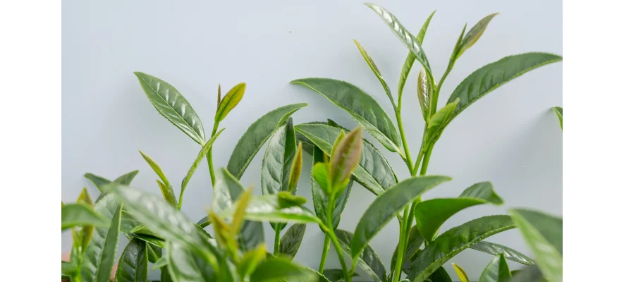 EGCG: la Catechina Chiave del Tè Verde e i suoi Benefici