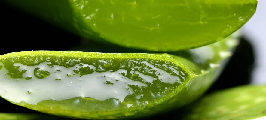 I benefici dell’aloe