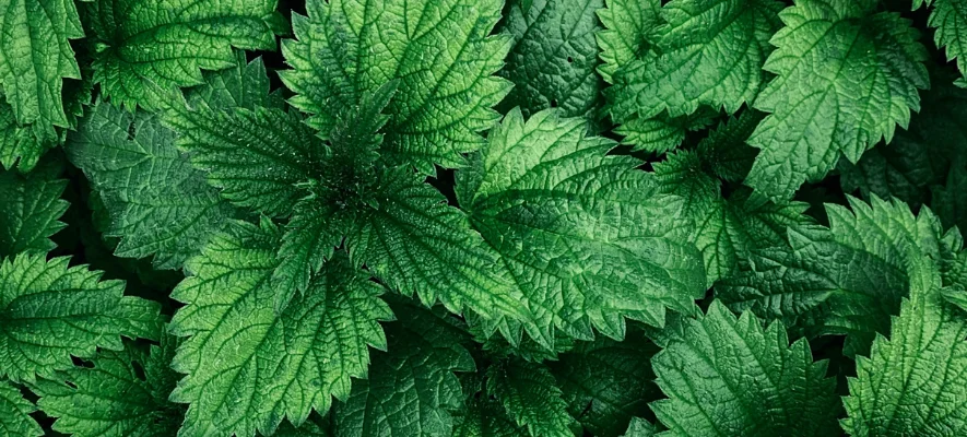 Ortica: tante proprietà anche per la bellezza