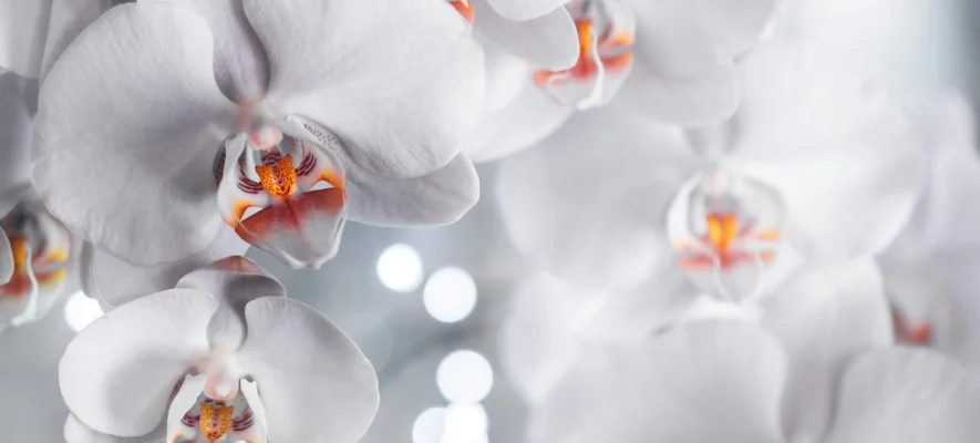 Candida, cistite o vaginosi? Come capire di cosa si tratta