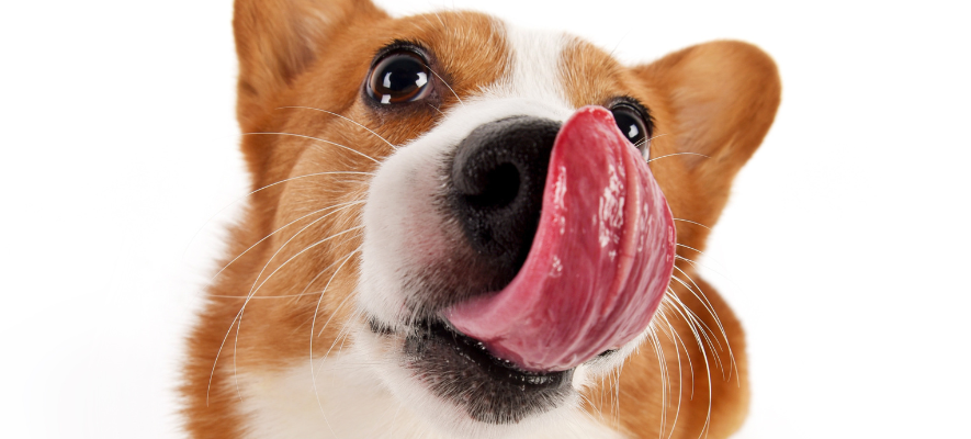 L’igiene orale del tuo cane è importante quanto la tua