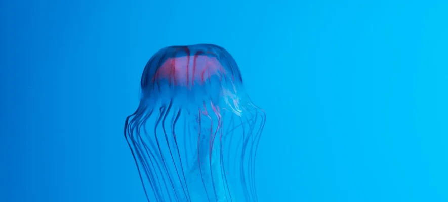 Puntura di medusa nei bambini: quando preoccuparsi