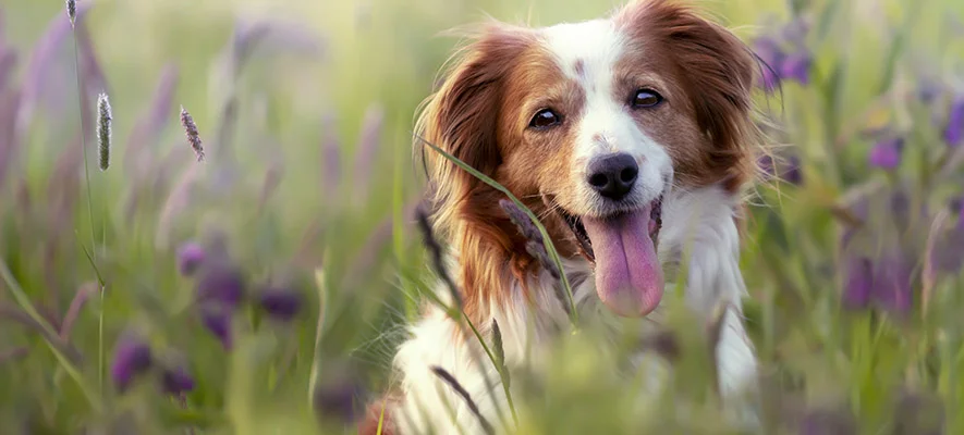 Pappataci e Leishmania: conosciamoli per prevenire Pappataci e Leishmania: conosciamoli per prevenire