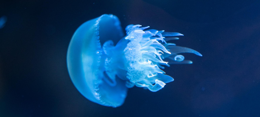 Cosa fare in caso di puntura di medusa