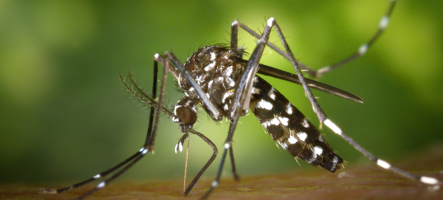 Punture di zanzare: allergia e ipersensibilità