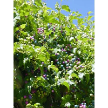 MSA AMPELOPSIS WEITCHII 50ML