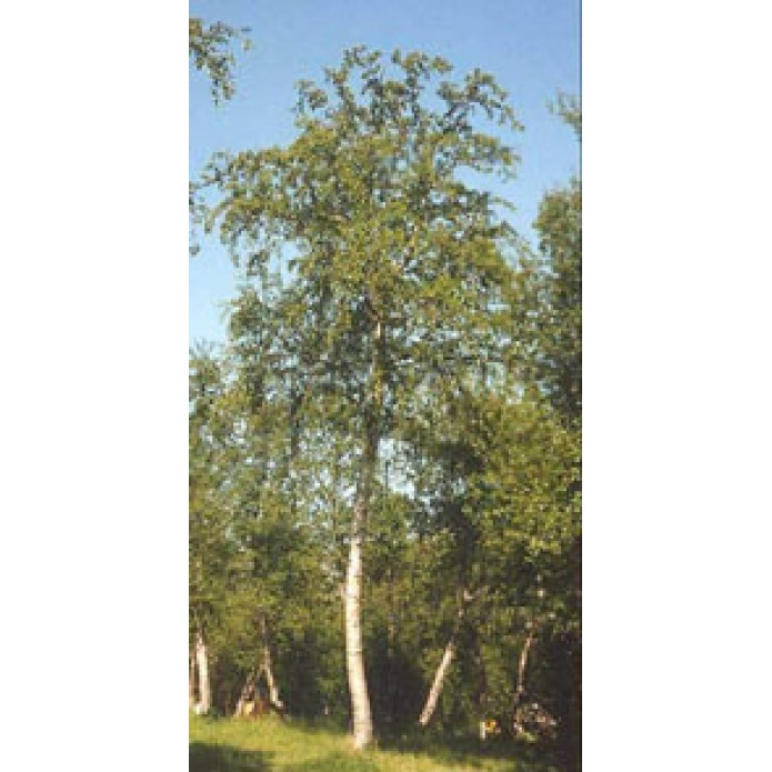 MSA BETULA PUBESCENS 50ML