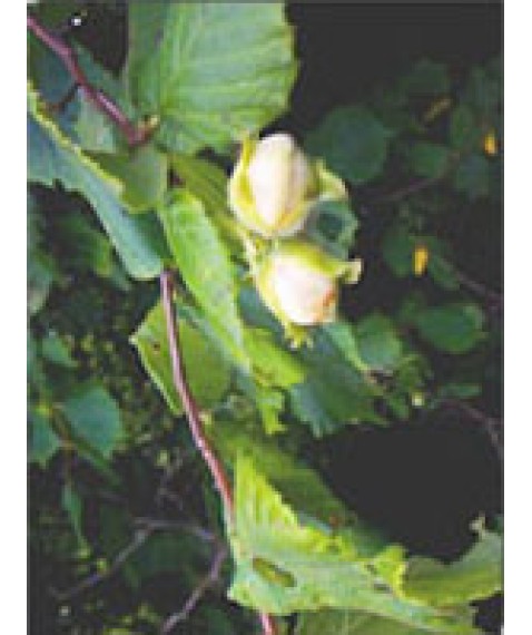 MSA CORYLUS AVELLANA 50ML