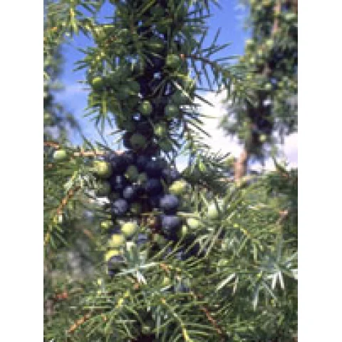 MSA JUNIPERUS COMMUN.50ml MSA JUNIPERUS COMMUN.50ml
