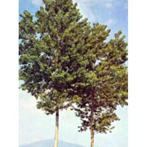 MSA POPULUS NIGRA 50ML MSA POPULUS NIGRA 50ML