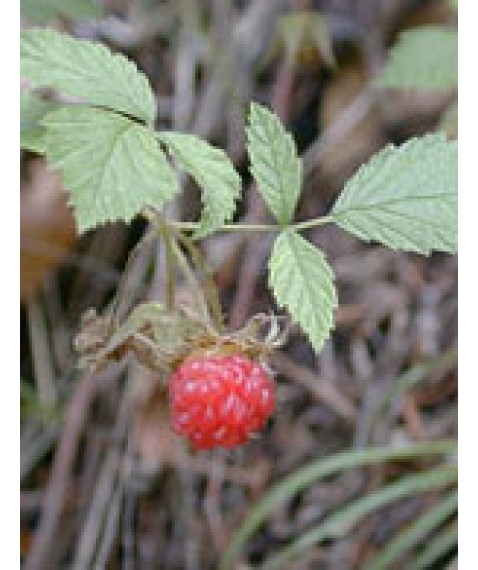 MSA RUBUS IDAEUS 50ML<