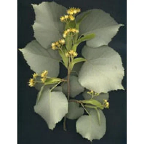 MSA TILIA TOMENTOSA 50ML MSA TILIA TOMENTOSA 50ML