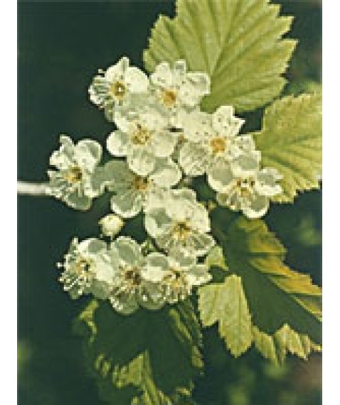 TSA CRATAEGUS OXYCANTHIA 50ML