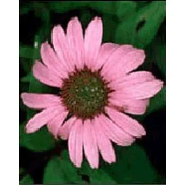 TSA ECHINACEA ANGUSTIFOLIA 50ML
