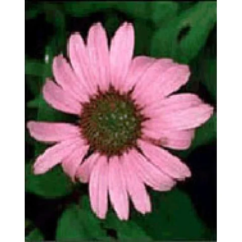 TSA ECHINACEA ANGUSTIFOLIA 50ML