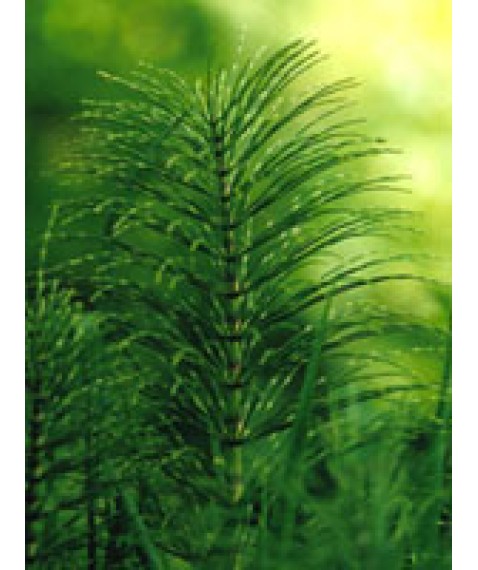 TSA EQUISETUM ARVENSE 50ML