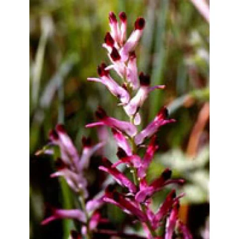 TSA FUMARIA OFFICINALIS 50ML