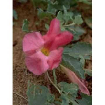 TSA HARPAGOPHYTUM 50ML