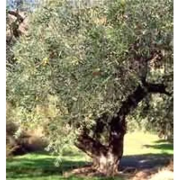 TSA OLEA EUROPEA 50ML