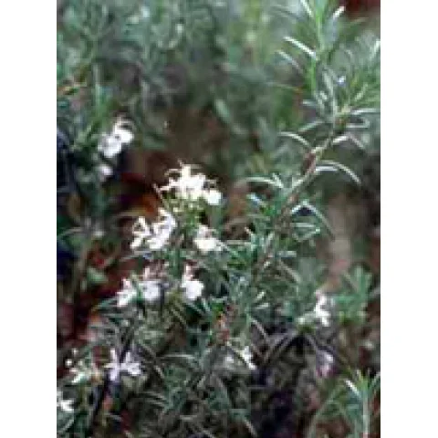TSA ROSMARINUS OFFICINALIS 50ML