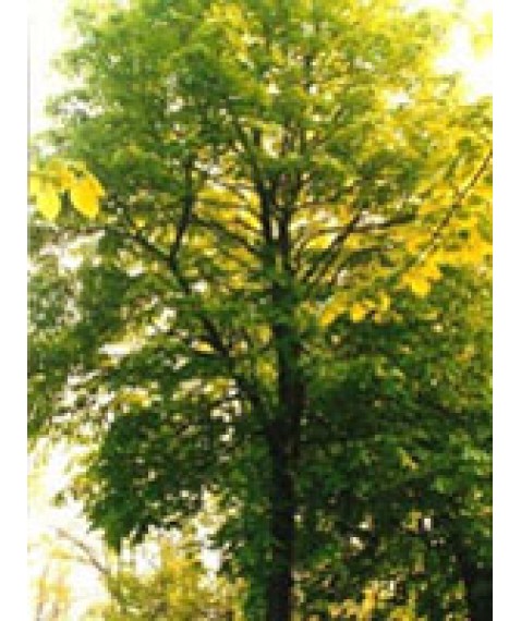 TSA TILIA EUROPEA 50ML