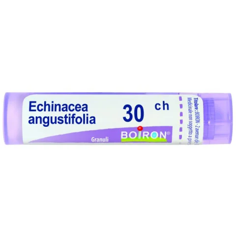 BO.ECHINACEA ANG.30CH TUBO BO.ECHINACEA ANG.30CH TUBO