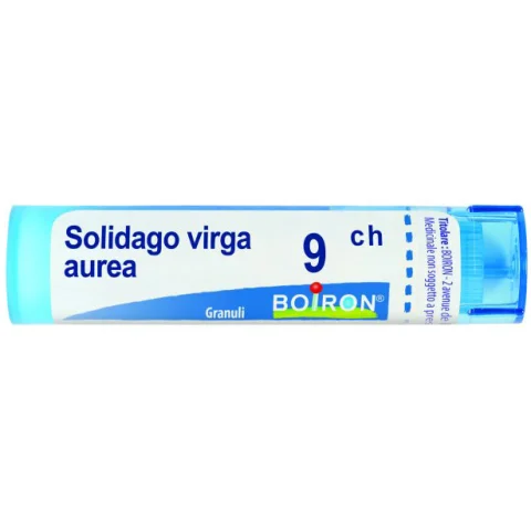 SOLIDAGO VIRGA AUREA*GRAN 9CH SOLIDAGO VIRGA AUREA*GRAN 9CH
